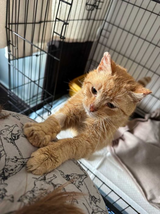 Alex – Rudy miziak szuka kochającego domu!