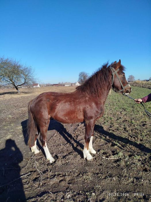 Продам молодого коника .