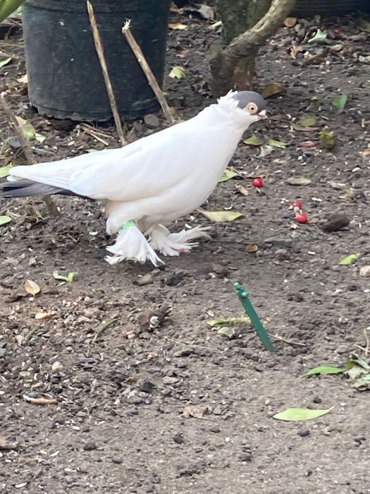 Gołąb Krymek Polski