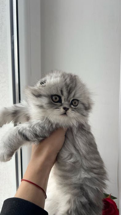 Срібна шиншила, котинята, котики