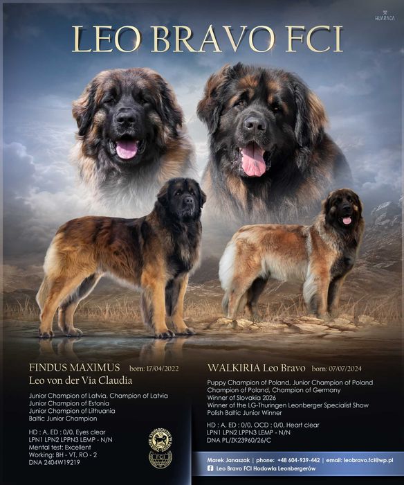 LEONBERGER, hodowla FCI - szczenię , samiec