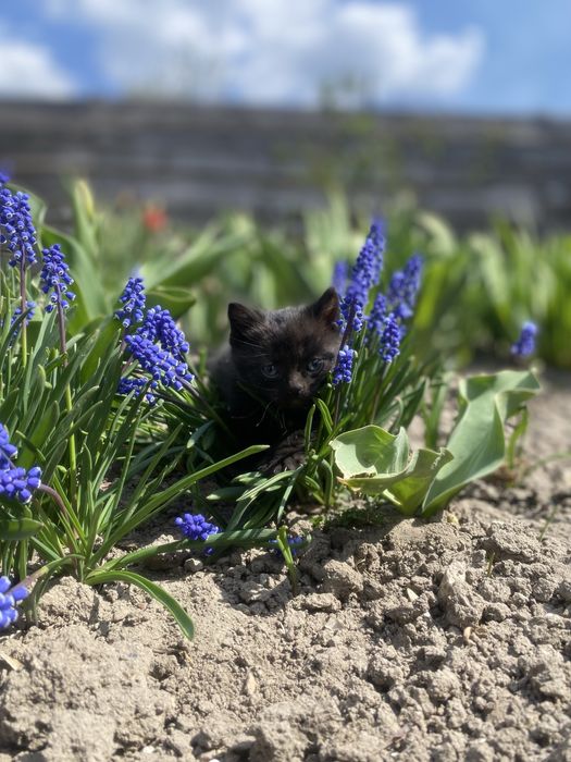 Віддам кошенят у добрі руки