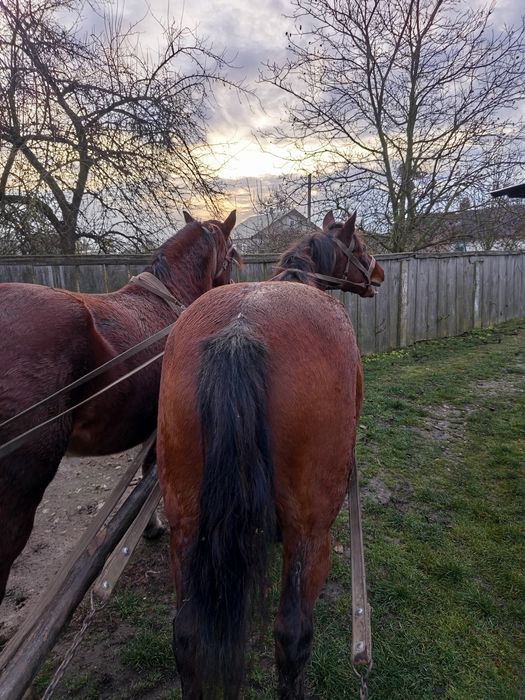 Продам робочу кобилу