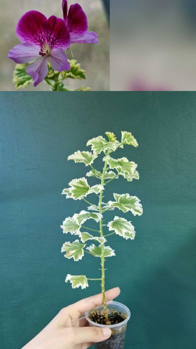 Рослини кімнатні для кашпо