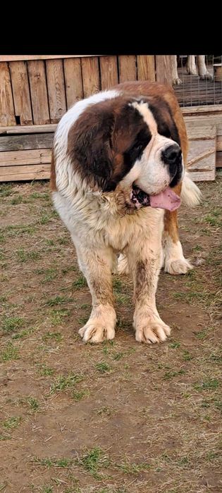 Bernardyn  Bardzo masywny