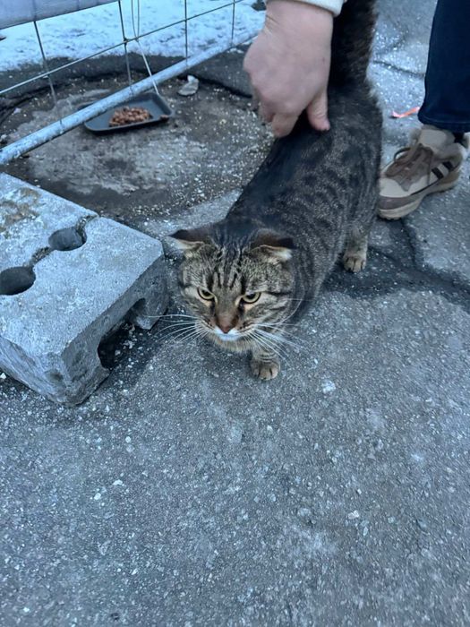 Отдам полосатую вислоухую кошку