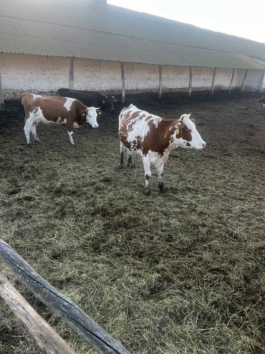 Продаж корів, телиць, нетелів