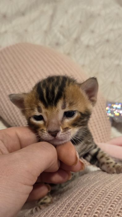 Котенок бенгал мальчик, Бенгальский чистокровный, готовый к перезду
