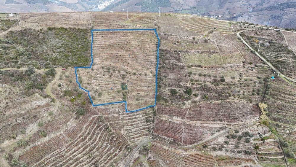 Vende-se terreno agrícola com vinha e Oliveiras