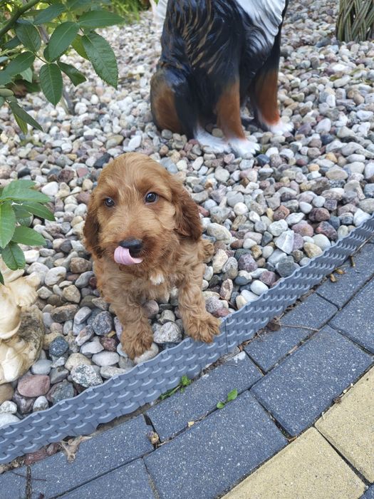 Śliczne cockapoo hybryda F1 piesek gotowy do odbioru