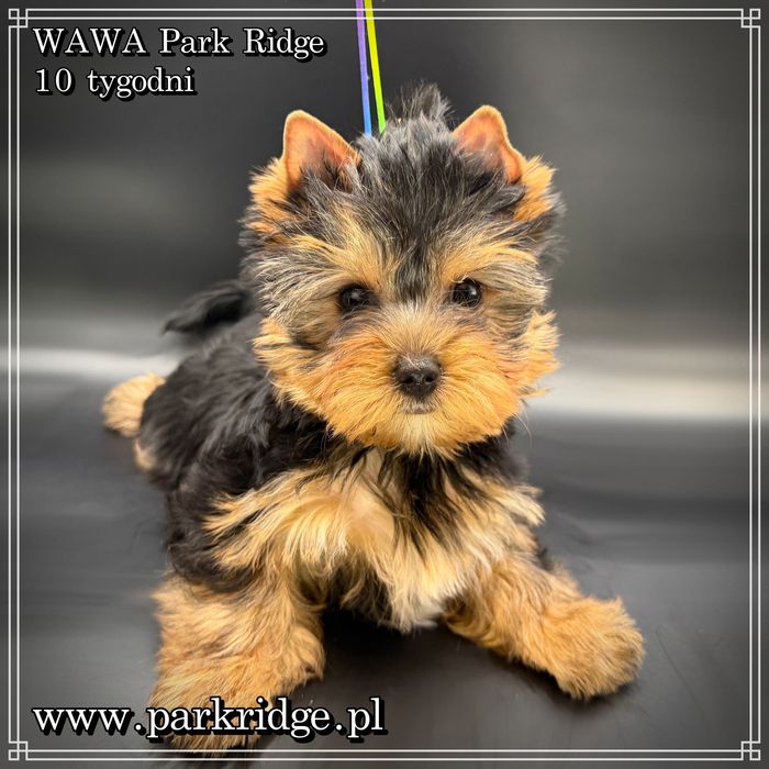 york suczka rodowód ZKwP/FCI 2,5-3 kg yorkshire terrier