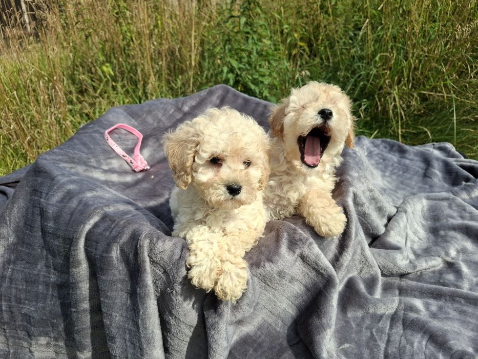 maltipoo szczeniak