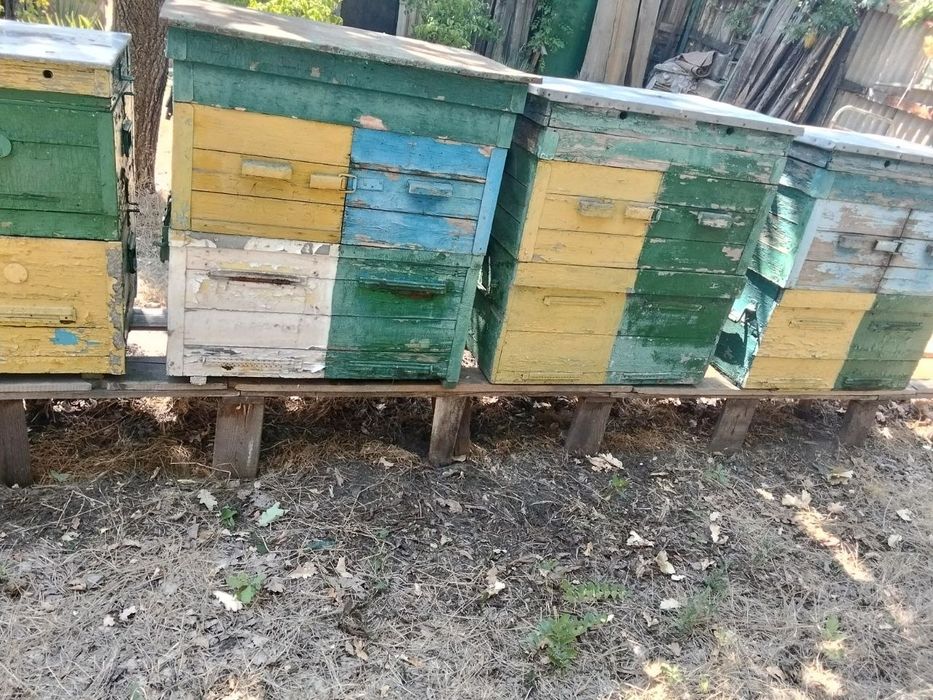 Вулики дерев'яні