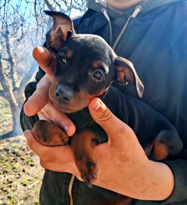 Продам щенков цвергпинчер!