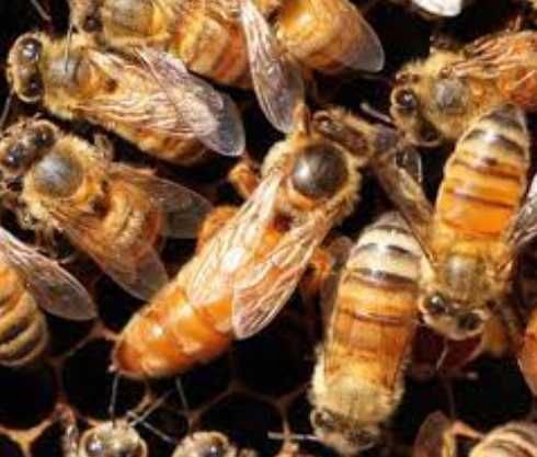 Матки італійка кордован,італійка лігустіка та бакфаст.