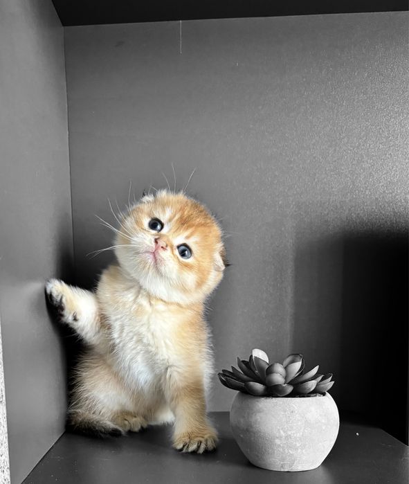 Супер хлопчики! Висловушки золото!!!