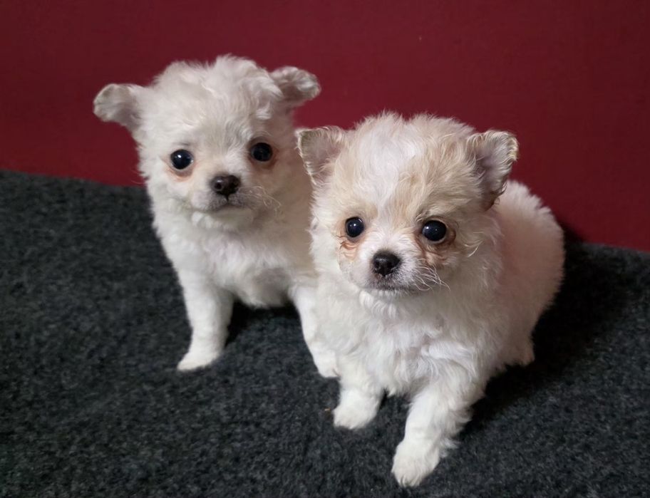 Chihuahua de pelo comprido