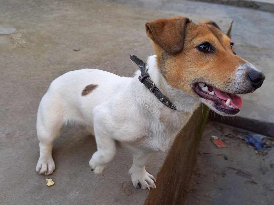 Продається собака породи джек-рассел-тер'єр.