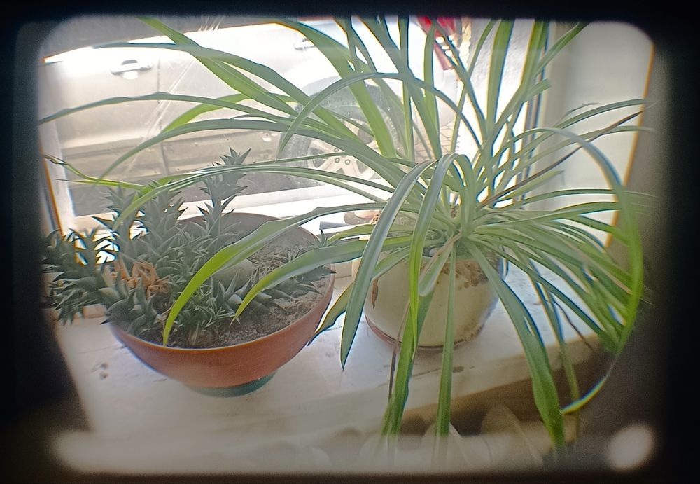 Olympus XA1, Olympus A9M компактна (мильничка) плівкова камера