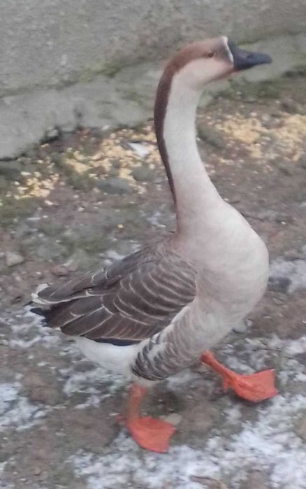 Продам  молодого гусака Кубанська  сіра  можливий обмін на гуску