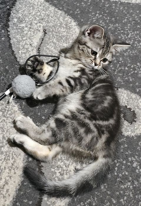 Шотландські котусики