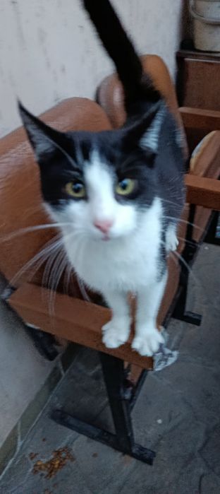 Нашли кота. Хозяин отзовись