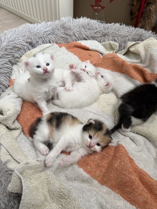 Кошенята, котики