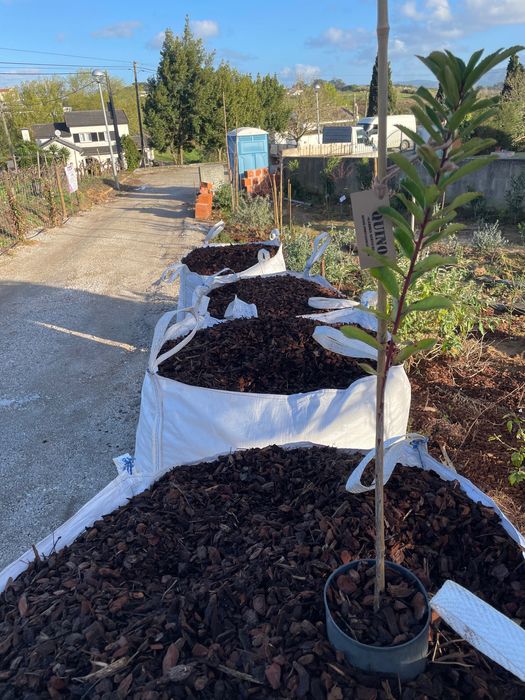 Casca de Pinheiro - BigBag ou Granel -  (ENTREGA AO DOMICÍLIO)