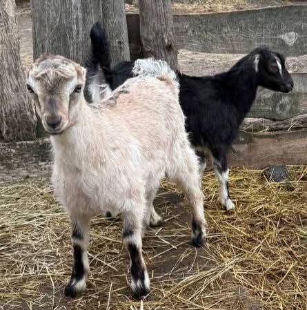 Племінний цап Ламанч, покриття кіз,погулять козу