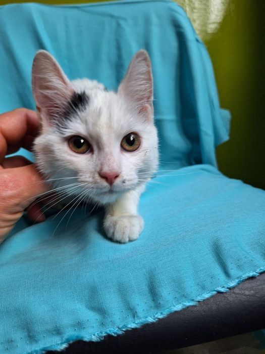 Стерилизованная чёрно-белая котенок девочка ищет дом! Котята в хорошие