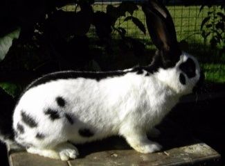 Кролі породи Німецький строкатий велетень . Шиншила .