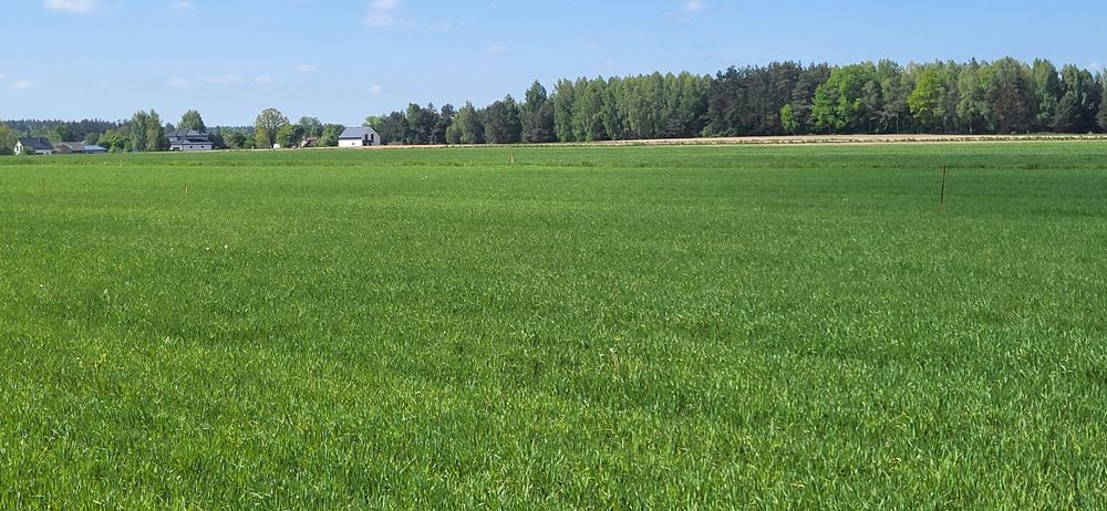 Sprzedam działkę w pomigaczach - Widok 4