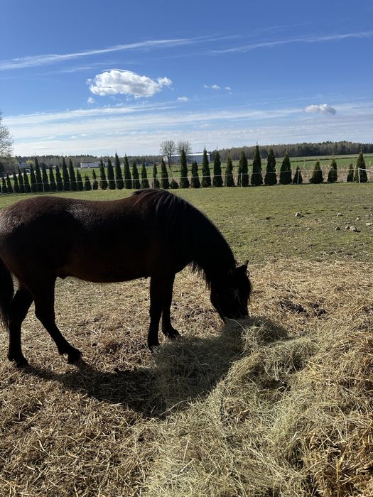 Koń rasy huculskiej