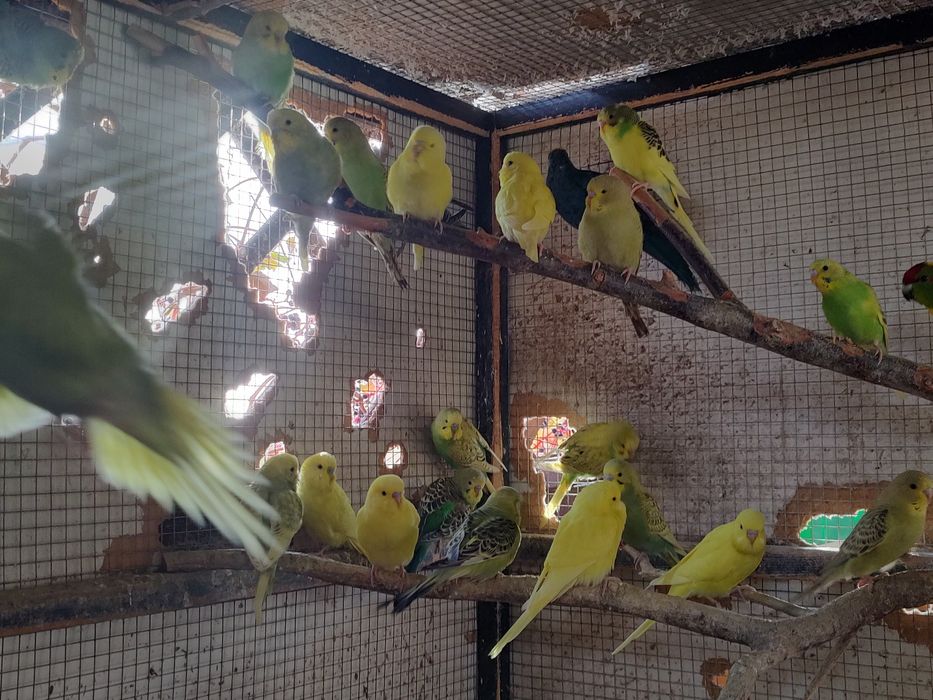 Papuga Falista Papużka Falista Młoda 2025 GRUDZIĄDZ