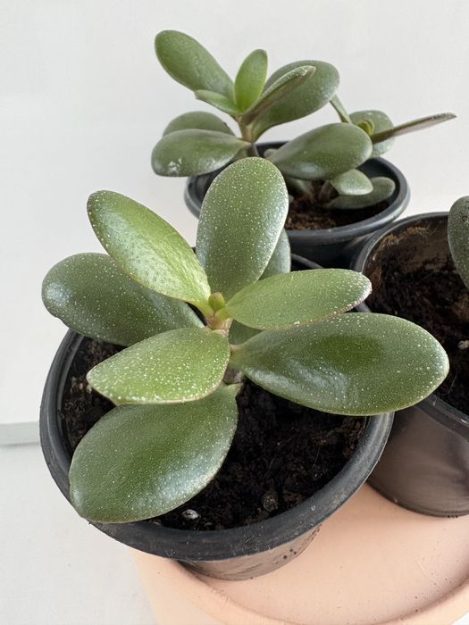 грошове дерево (Crassula ovata) – великі та маленькі саджанці!