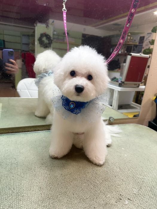 Пропоную гарних цуценят бішон фрізе. До свят .