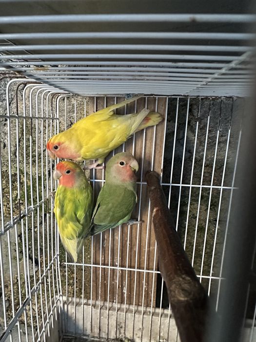 Agapornis Roseicollis