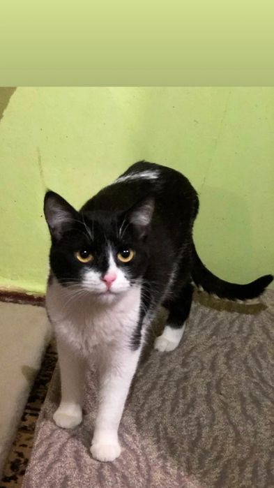 Отдам черно-белую кошку, 1 год, стерилизована, привита