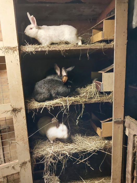 Sprzedam tuszki królicze