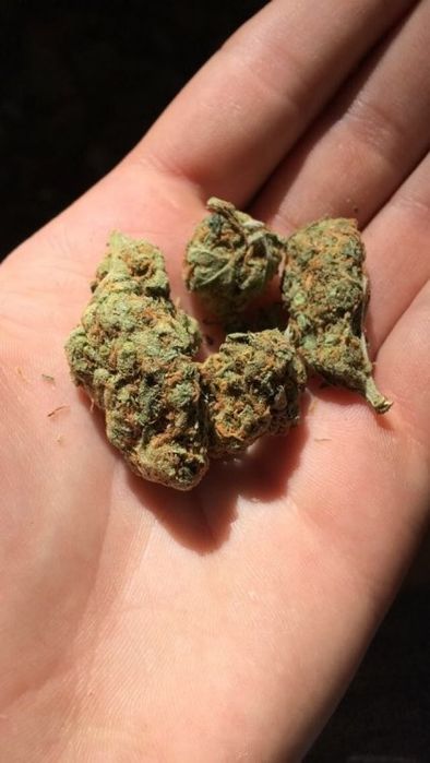 Susz Cbd, Łomża dowóz, konopie indyjskie, marihuana 6-16%