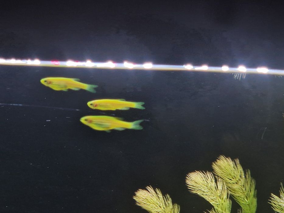 Rybki fluo ( Danio )