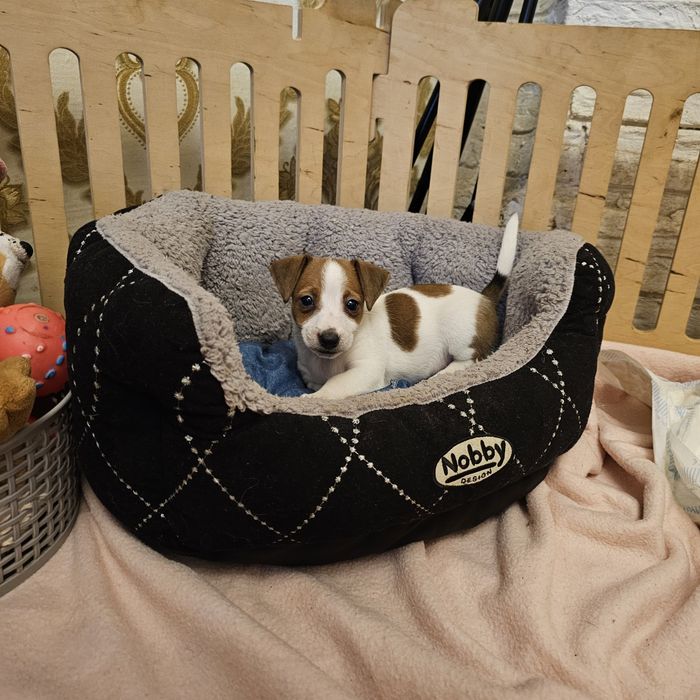 Хлопчик і дівчинка джек рассел терера готові до переїзду мають щепленн