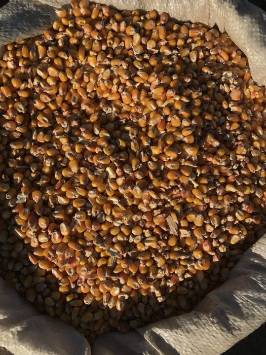 Продам кукурудзу зерно кукурузи