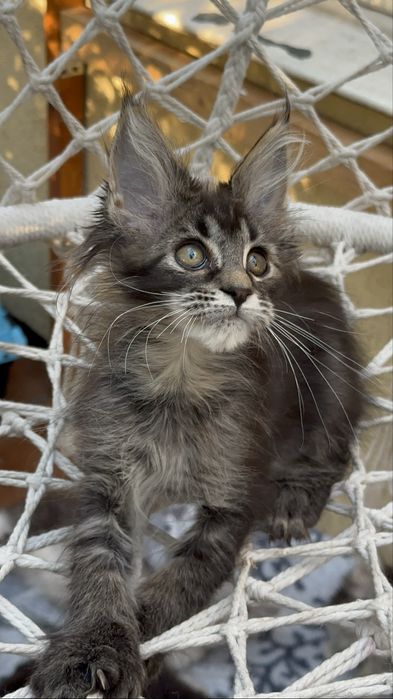 Sprzedam kociaka rasy Maine Coon