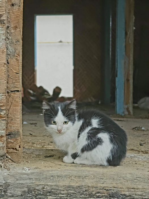 Віддамо котика в добрі руки