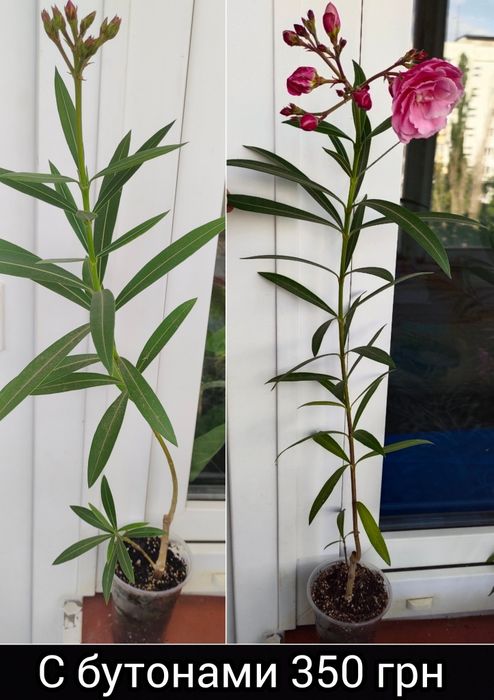 Олеандр Splendens Giganteum, цветок размером с ладонь