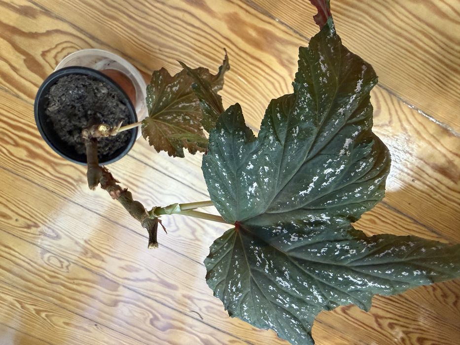 Begonia Diadema e carolina lucerna