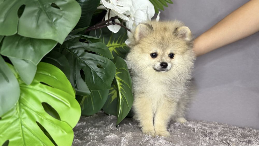 Чудова дівчинка шпиць