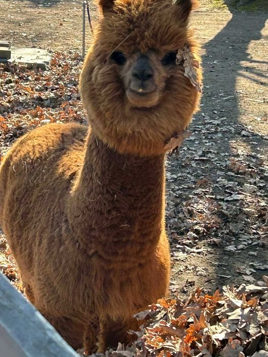 Aplaki 2 Samice i Samiec