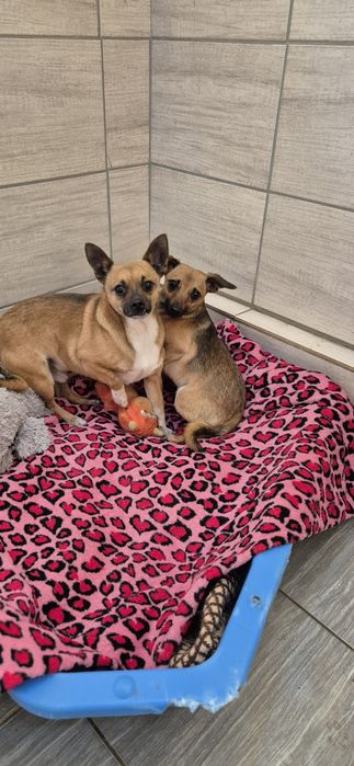 Dwa mikruski okolo 2 lata